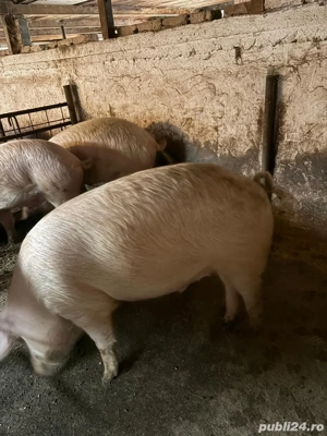 De vânzare - imagine 2