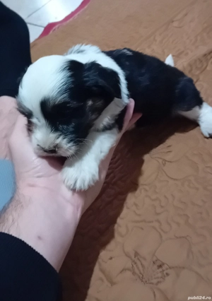 catei bichon havanez  - imagine 4