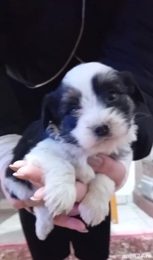 catei bichon havanez  - imagine 3