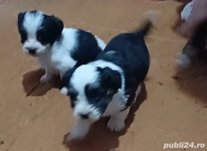 catei bichon havanez 