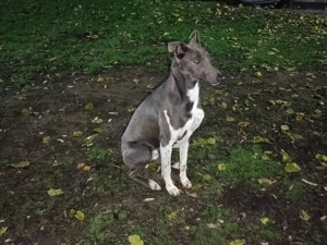 Vând căței ogari de 1 luna  - imagine 5