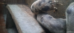 Vând 2 porci - imagine 2