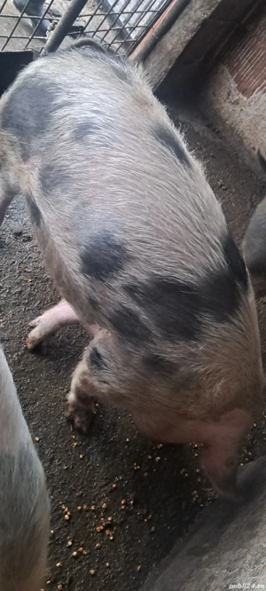 Vând 2 porci