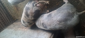 Vând 2 porci - imagine 3