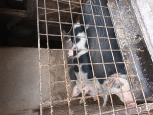 Porci de vânzare  - imagine 3