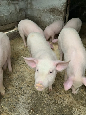 Purcei de 3 Luni 6 bucaţi