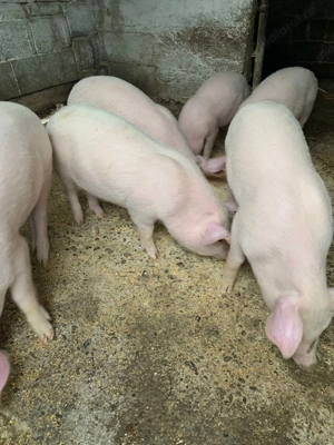 Purcei de 3 Luni 6 bucaţi - imagine 2