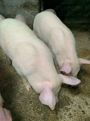 Purcei de 3 Luni 6 bucaţi - imagine 3