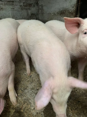 Purcei de 3 Luni 6 bucaţi - imagine 4