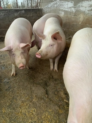 Porci de 150-160 de kg