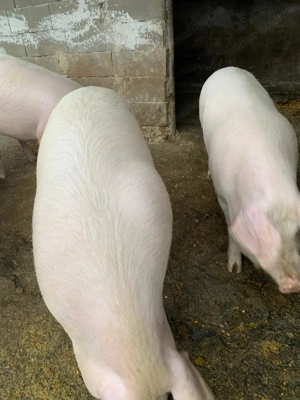 Porci de 150-160 de kg - imagine 2