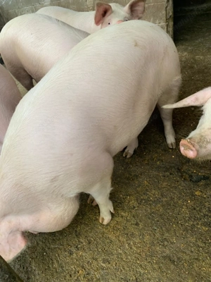 Porci de 150-160 de kg - imagine 3