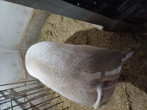 Disponibili  - imagine 5