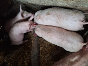 Purcei rasa landrace cu pietrain  - imagine 2