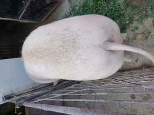 Disponibili  - imagine 6