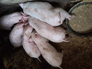 Purcei rasa landrace cu pietrain  - imagine 4