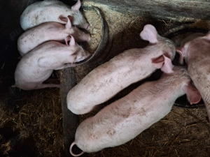 Purcei rasa landrace cu pietrain  - imagine 3