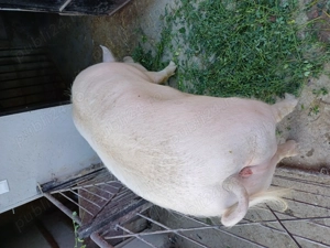 Disponibili  - imagine 7