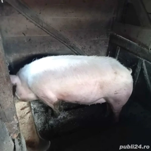 porc de vanzare