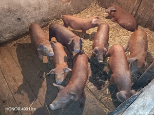 Purcei de vânzare - imagine 2