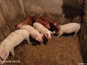 Purcei de vânzare - imagine 3