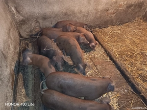 Purcei de vânzare - imagine 4