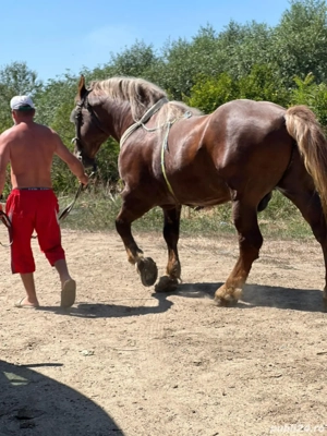 armasar de vanzare  - imagine 4