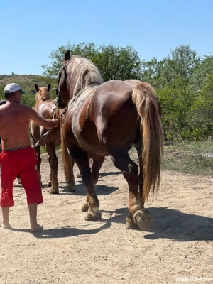 armasar de vanzare  - imagine 3