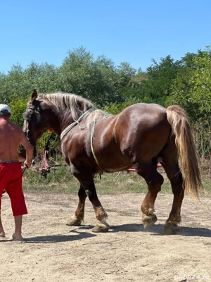 armasar de vanzare  - imagine 2