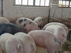 porci grasi  - imagine 3