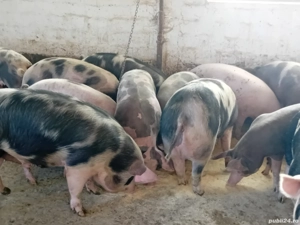 porci grasi  - imagine 2