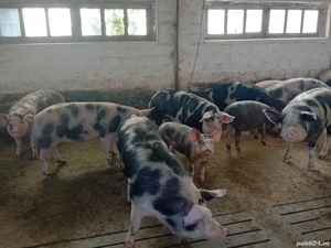 porci grasi  - imagine 4