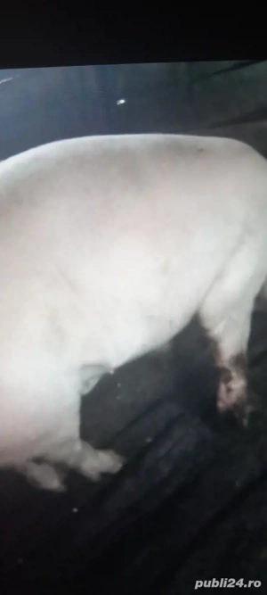 porc de vazre 150-200