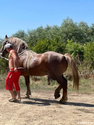 armasar de vanzare  - imagine 5