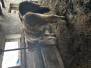 Vind doi viței cu virsta de 6luni pentru mai multe informații la numărul de telefon  - imagine 3