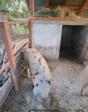 Purcea de vânzare 170 kg +  . Preț. 16 lei kg  - imagine 2