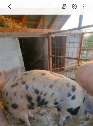 Purcea de vânzare 160-170 kg  . Preț. 17 lei kg 