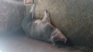 Vand 2 perechi de porci pietrean , peste 35 kg - imagine 4