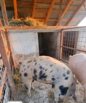 Purcea de vânzare 170 kg +  . Preț. 16 lei kg  - imagine 3