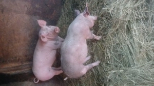 Vand 2 perechi de porci pietrean , peste 35 kg - imagine 1