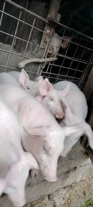 Purceii de 10 săptămâni toți masculii  - imagine 2