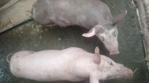 Vand 2 perechi de porci pietrean , peste 35 kg - imagine 10