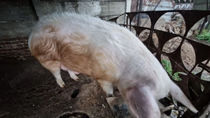 Porc de vanzare aprox. 350 kg  - imagine 4