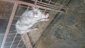 Vand 2 perechi de porci pietrean , peste 35 kg - imagine 6