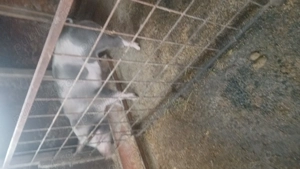 Vand 2 perechi de porci pietrean , peste 35 kg - imagine 9