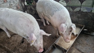 Porc de vanzare aprox. 350 kg  - imagine 2