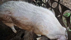 Porc de vanzare aprox. 350 kg  - imagine 3