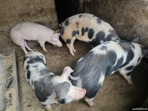 Vand porci grasi - imagine 4