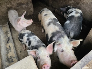 Vand porci grasi - imagine 3