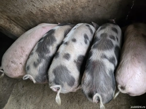 Vand porci grasi - imagine 5